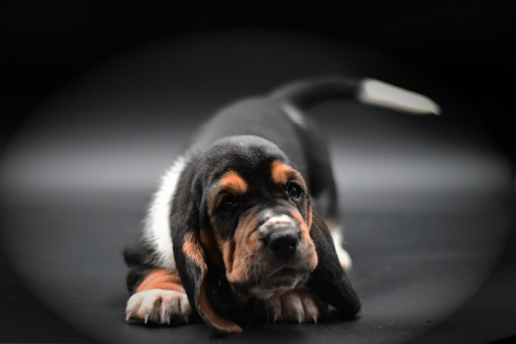 chiot Basset Hound D'Arkhyn's Asylum