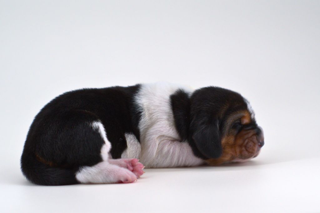 D'Arkhyn's Asylum - Chiots disponibles - Basset Hound