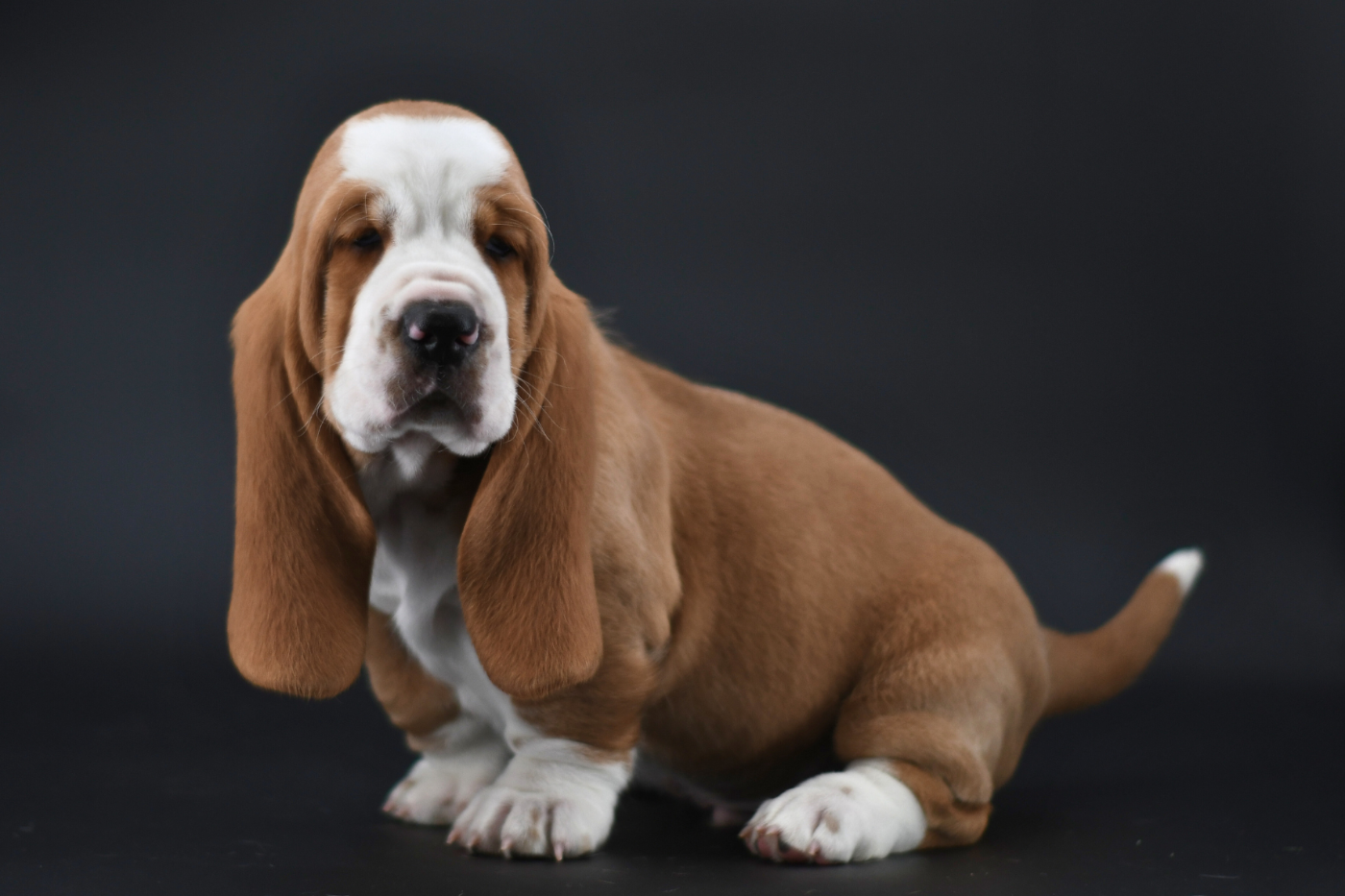 D'Arkhyn's Asylum - Chiots disponibles - Basset Hound