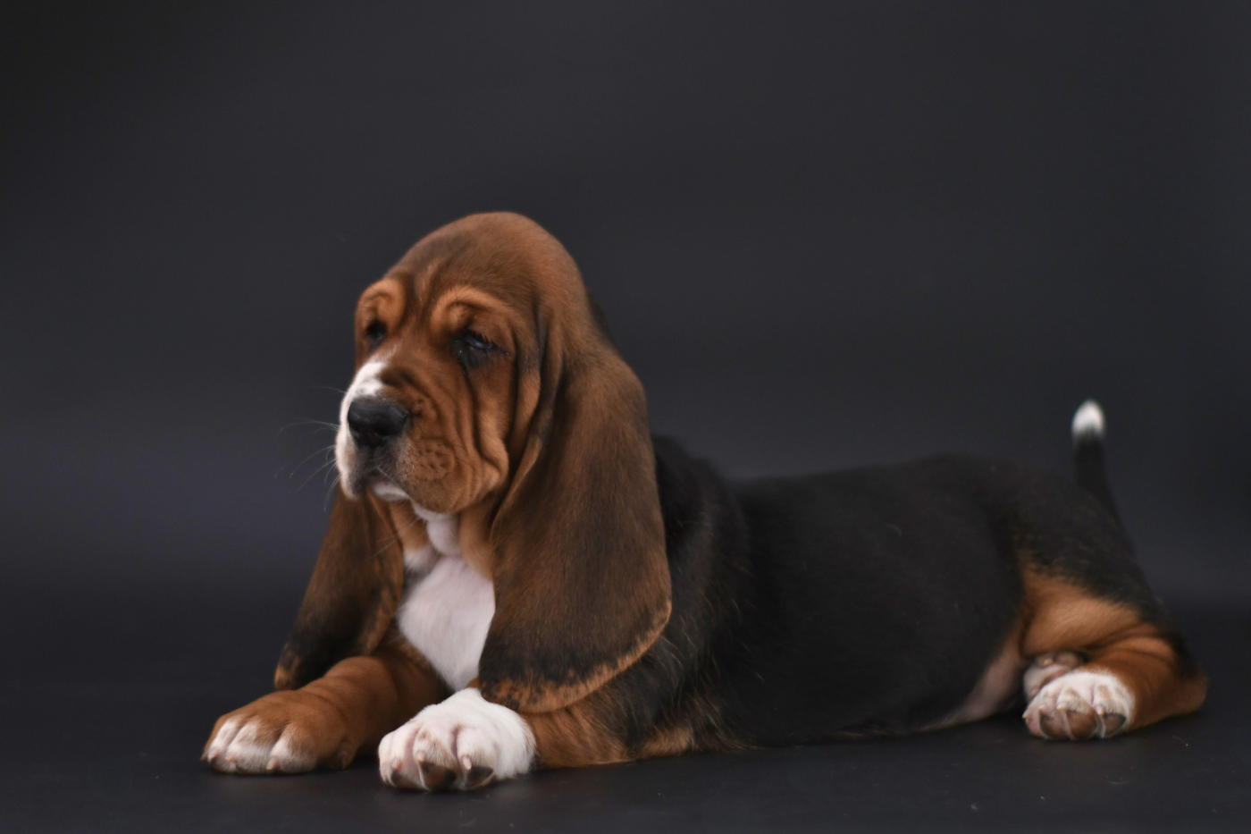 D'Arkhyn's Asylum - Basset Hound - Portée née le 08/09/2025