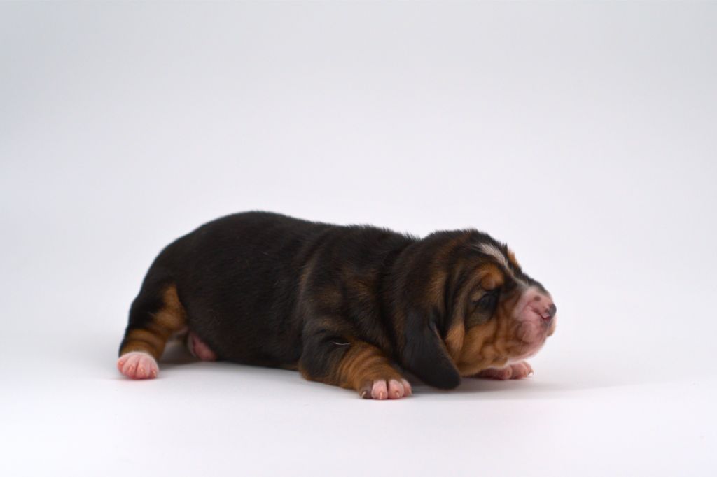D'Arkhyn's Asylum - Chiots disponibles - Basset Hound