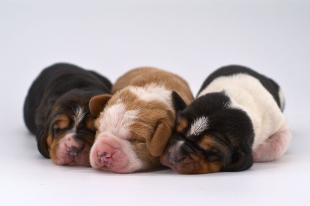 Chiot Basset Hound D'Arkhyn's Asylum