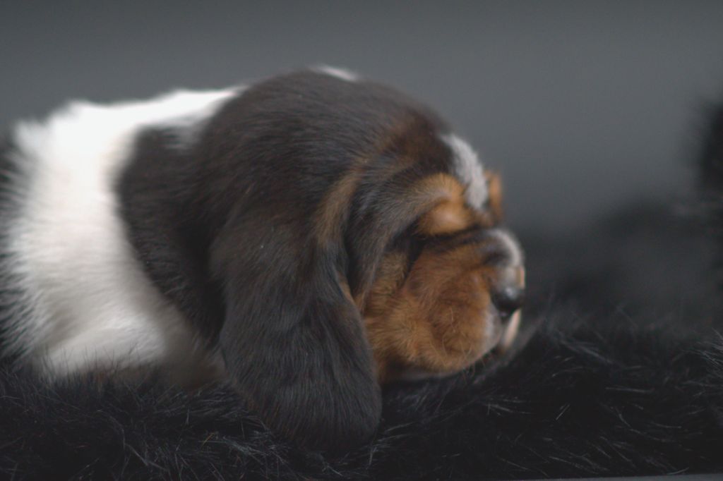 D'Arkhyn's Asylum - Chiots disponibles - Basset Hound