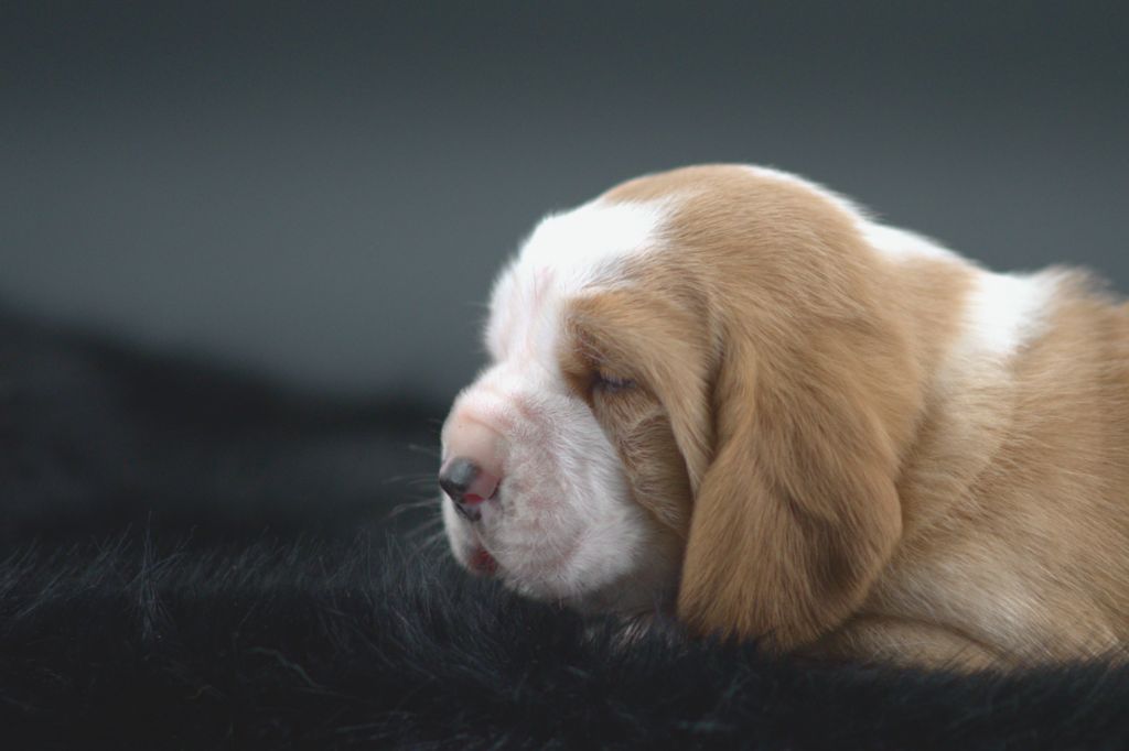 D'Arkhyn's Asylum - Chiots disponibles - Basset Hound