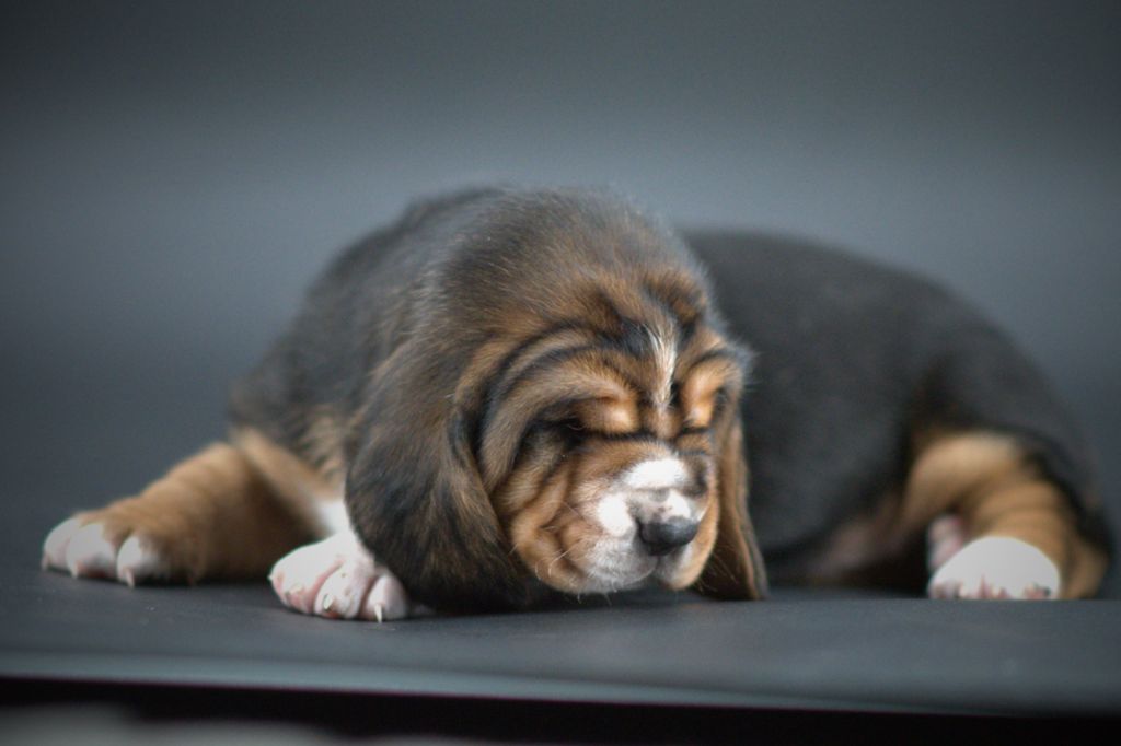 D'Arkhyn's Asylum - Chiots disponibles - Basset Hound