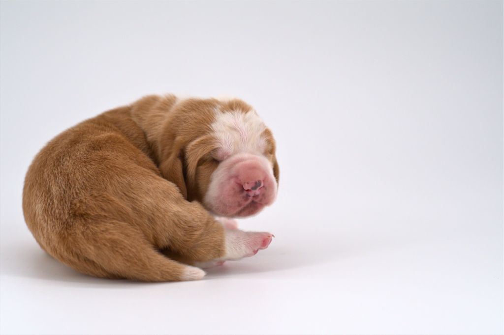 D'Arkhyn's Asylum - Chiots disponibles - Basset Hound
